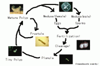 /album/jellyfish101/lifecycle-gif/